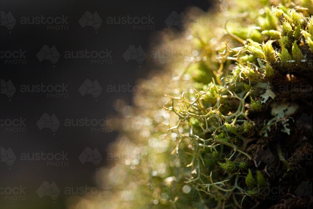 Macro close up of green moss and lichen plants covering rock - Australian Stock Image