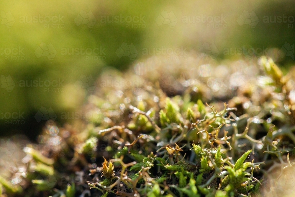 Macro close up of green moss and lichen plants covering rock - Australian Stock Image