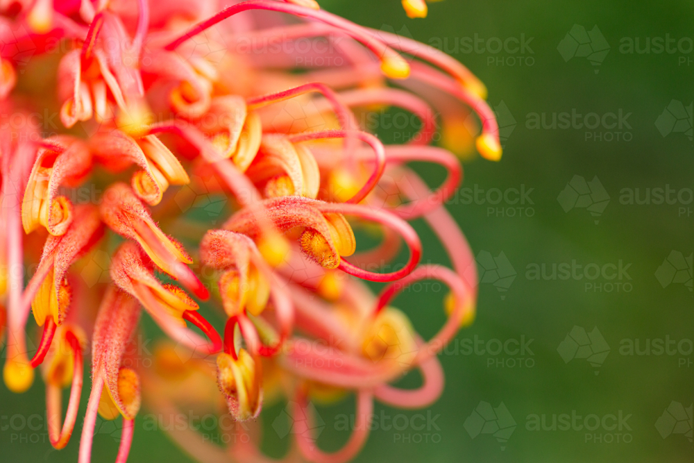 Macro close up of grevillea in flower with green copy space - Australian Stock Image