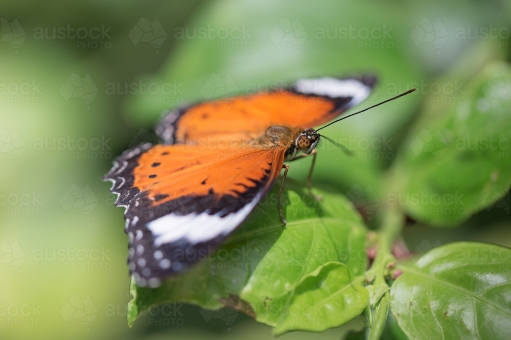 macro close up of orange monarch butterfly sitting on a green plant - Australian Stock Image