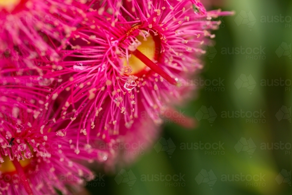 macro close up of pink gum blossom on eucalyptus tree with bead of water and green copy space - Australian Stock Image
