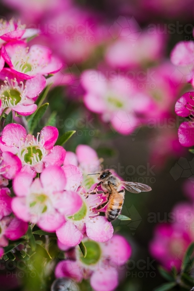 Macro close-up of pink Leptospermum native shrub with a bee - Australian Stock Image