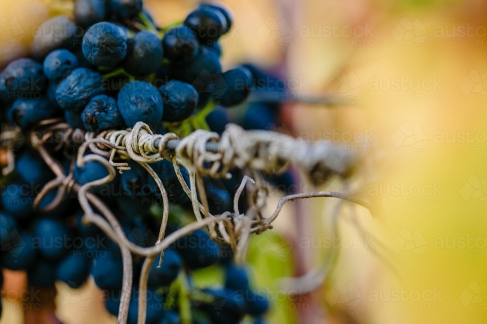 Macro close-up of purple grapes on the vine at vintage time - Australian Stock Image