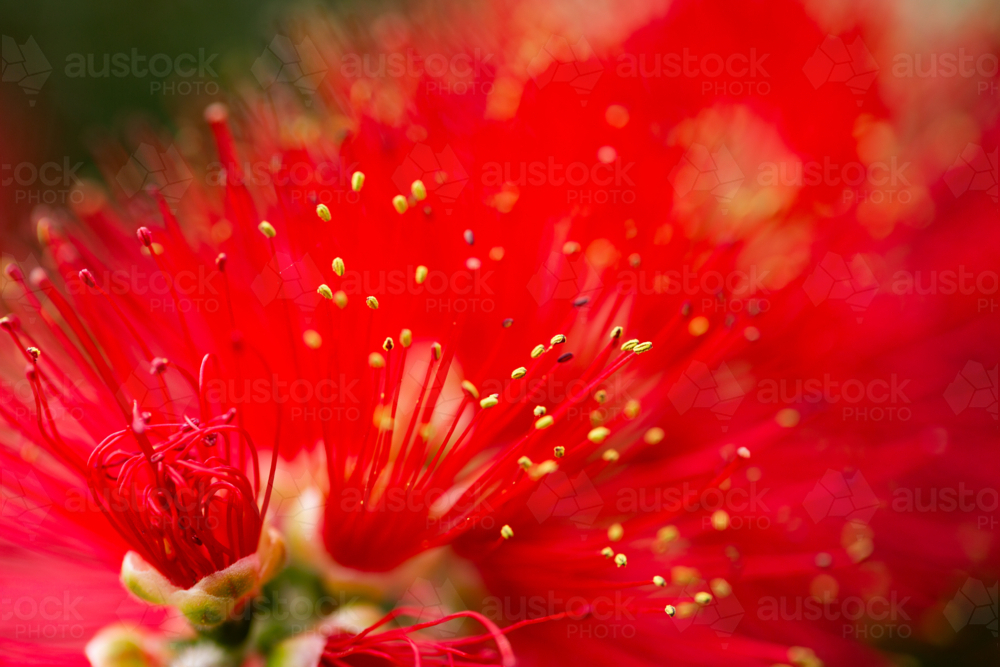 macro close up of red bottle brush native flower of Australia - Australian Stock Image