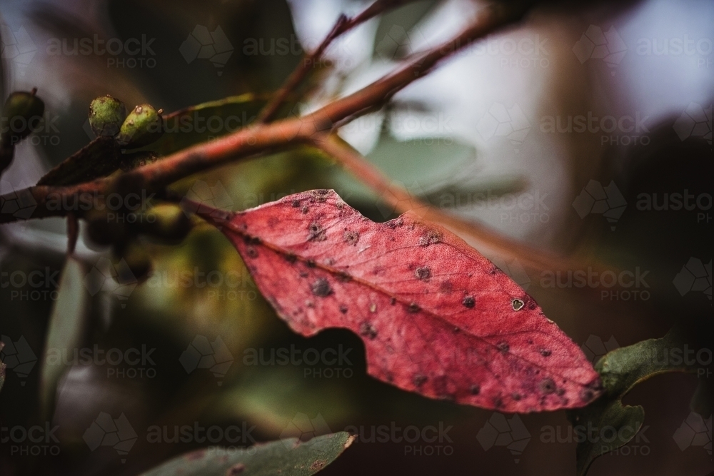 Macro close-up of red eucalyptus leaf with green foliage - Australian Stock Image