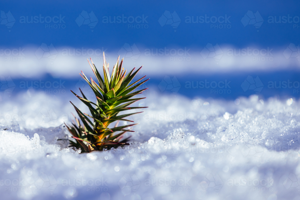 Macro close up on greenery poking through white snow crystals - Australian Stock Image