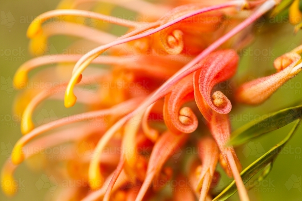 Macro close up view of orange grevillea flower - Australian Stock Image