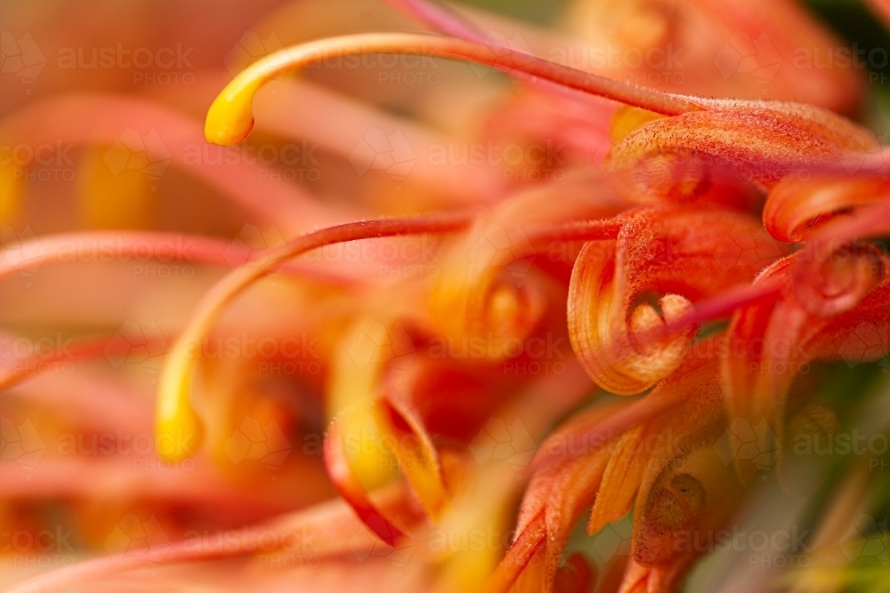 Macro close up view of orange grevillea flower - Australian Stock Image
