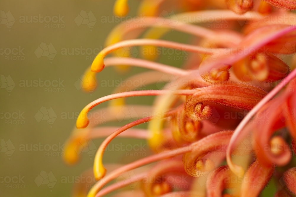 Macro close up view of orange grevillea flower - Australian Stock Image