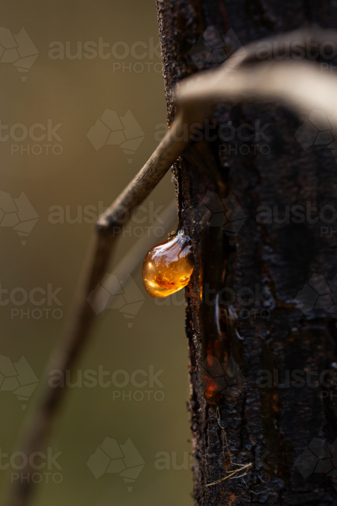 Macro details of sparkling orange sap leaking from gum tree trunk - Australian Stock Image