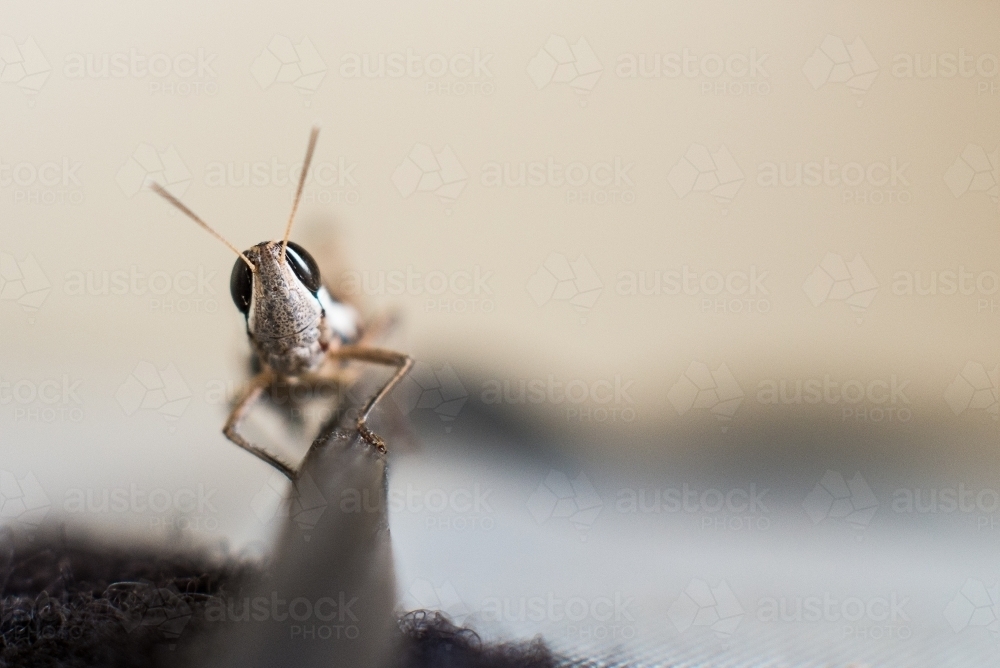 Macro grasshopper on cable close up - Australian Stock Image