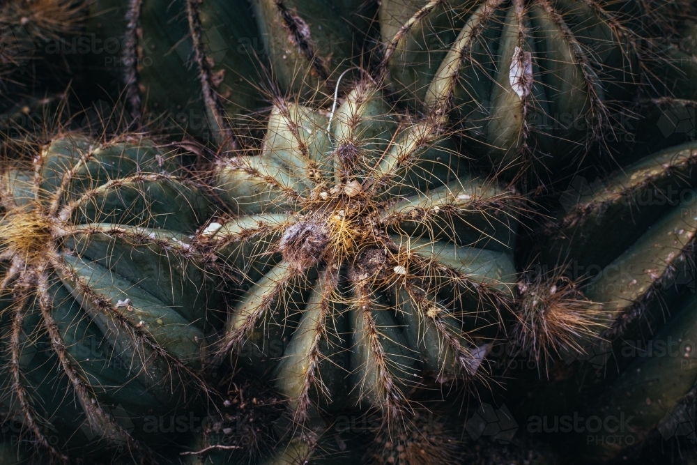 Macro Image of Cactus Bush - Australian Stock Image