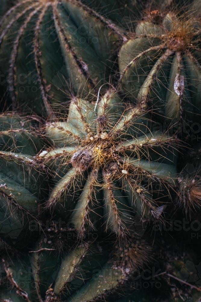 Macro Image of Cactus Bush - Australian Stock Image