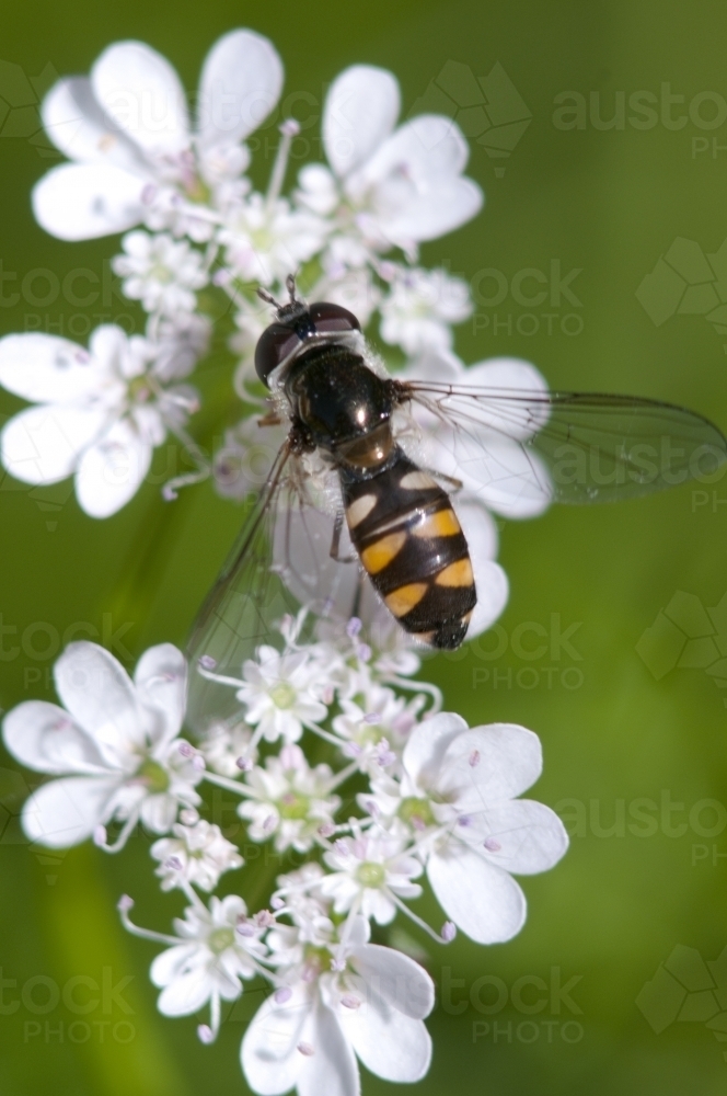 Macro of a Hover fly on white coriander flowers - Australian Stock Image