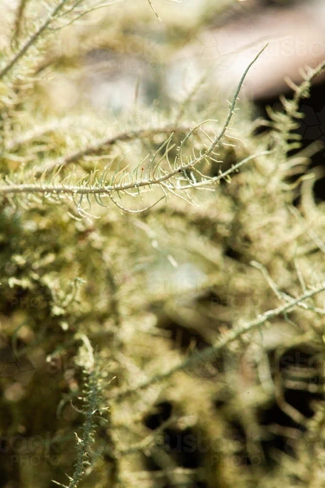 Macro of lichen plant - Australian Stock Image