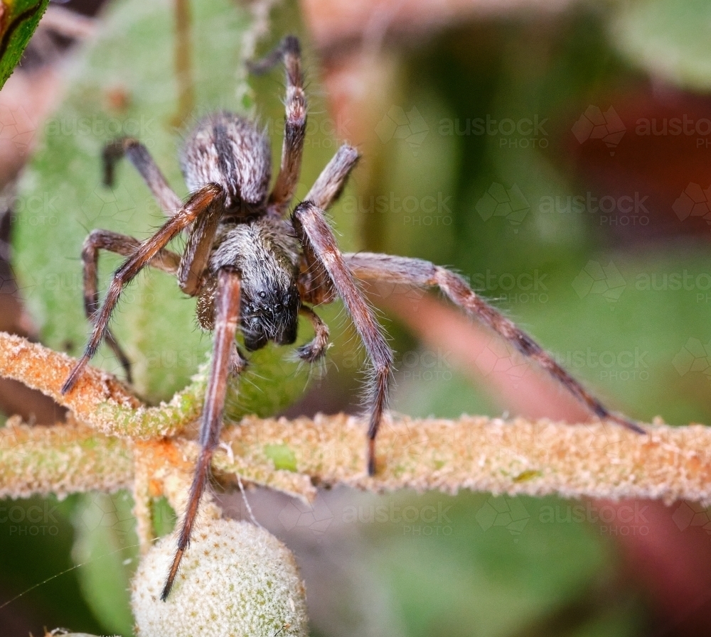 Macro Photo of Climbing Hairy Spider - Australian Stock Image