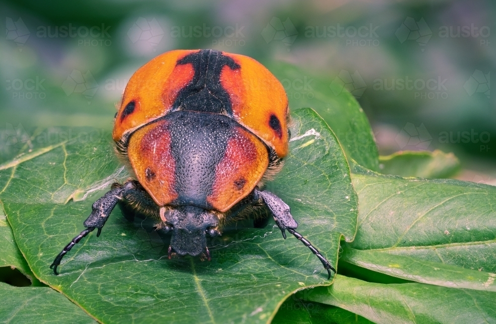 Image of Macro Photo of Large Beetle - Austockphoto