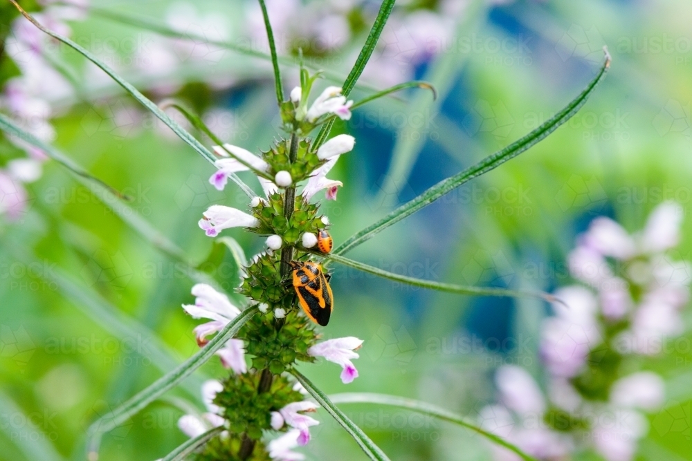 Macro photo of orange and black bugs on stems of pink flowers with blurred garden behind - Australian Stock Image