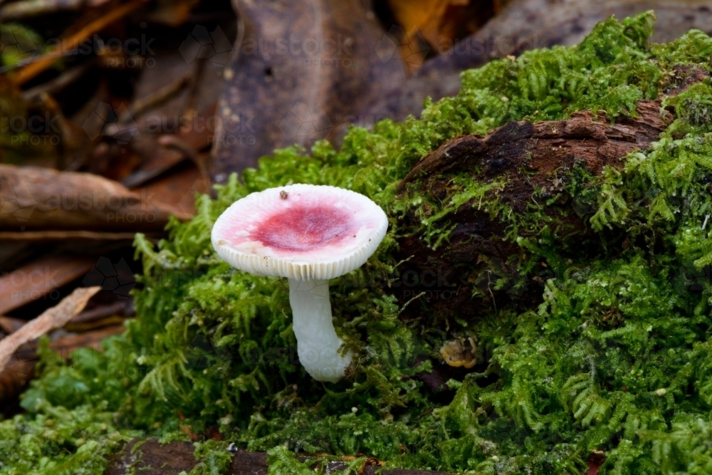 Macro photo of pink and white fungi in green moss - Australian Stock Image