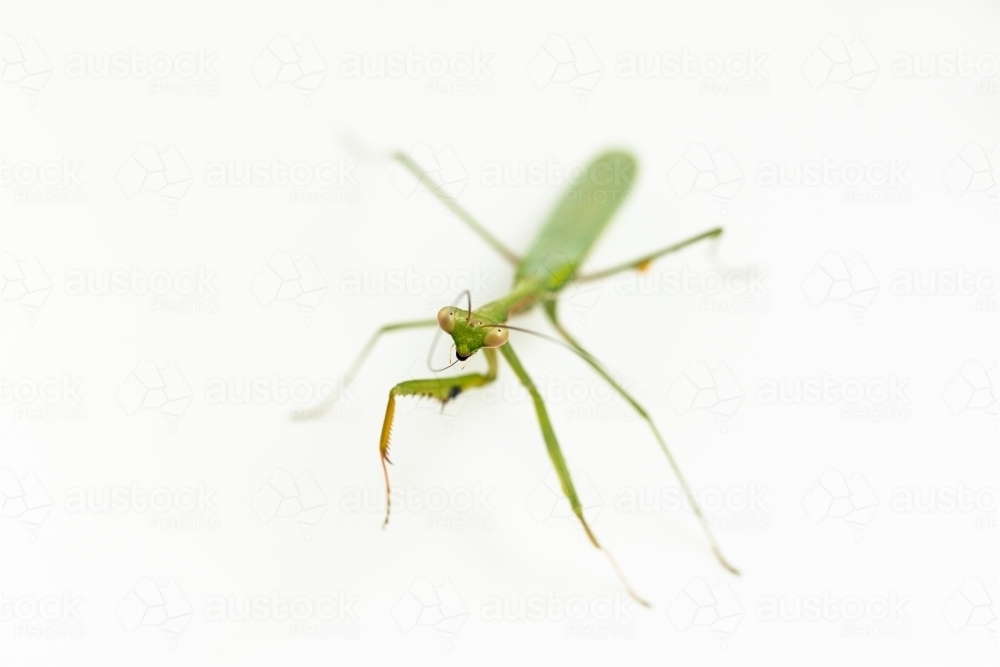 Macro shallow depth of field photo with focus on green praying mantic face - Australian Stock Image