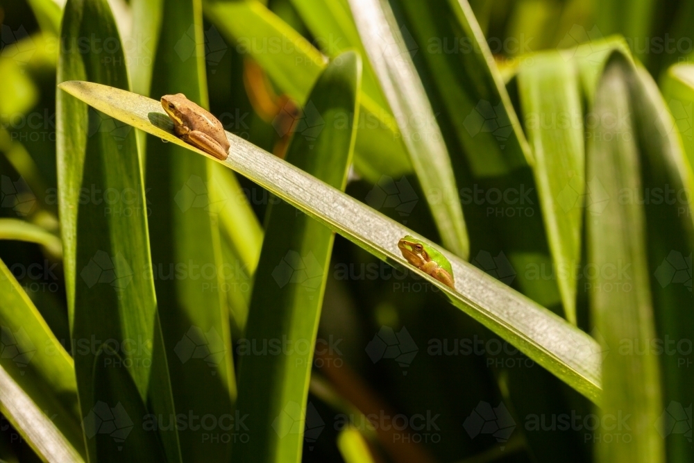 Macro shot of a pair of small green tree frogs on plant leaf in garden - Australian Stock Image