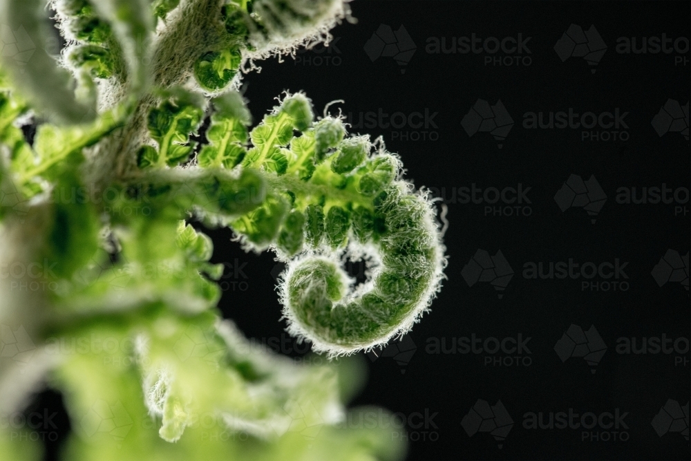 Macro shot of fern - Australian Stock Image