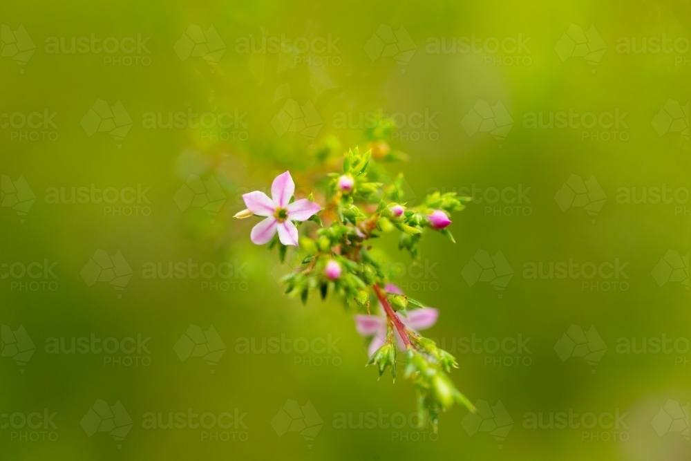 macro shot of small flower with blurred green background - Australian Stock Image