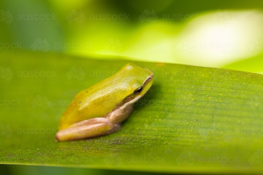 Macro shot of tiny green tree frog on plant leaf in garden - Australian Stock Image