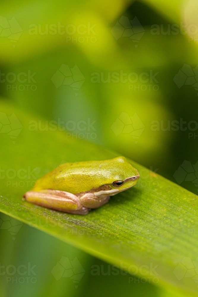 Macro shot of tiny green tree frog on plant leaf in garden - Australian Stock Image