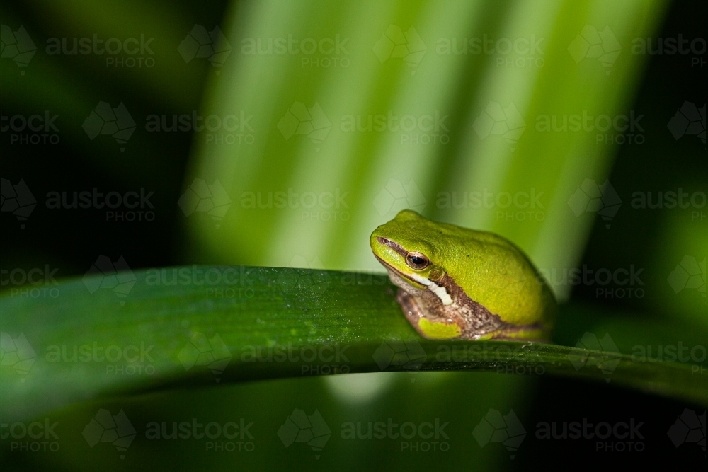 Macro shot of tiny green tree frog on plant leaf in garden - Australian Stock Image