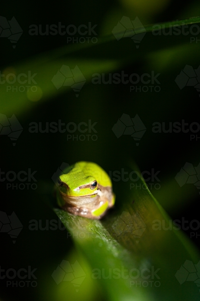 Macro shot of tiny green tree frog on plant leaf in garden - Australian Stock Image