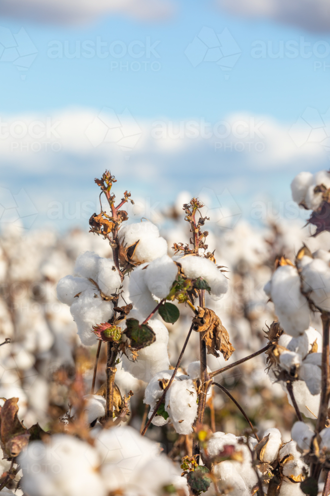 Macro View of Ripe Cotton Bolls - Australian Stock Image