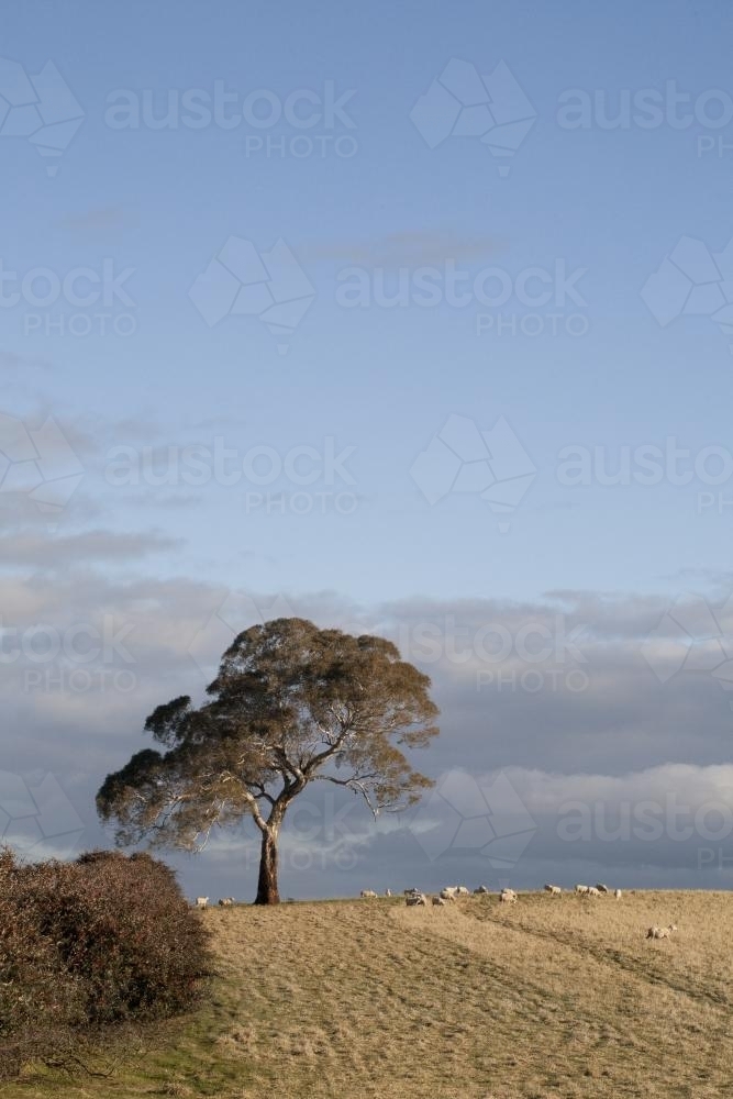 Magnificent old box tree on a hill in a pasture paddock with clouds behind - Australian Stock Image