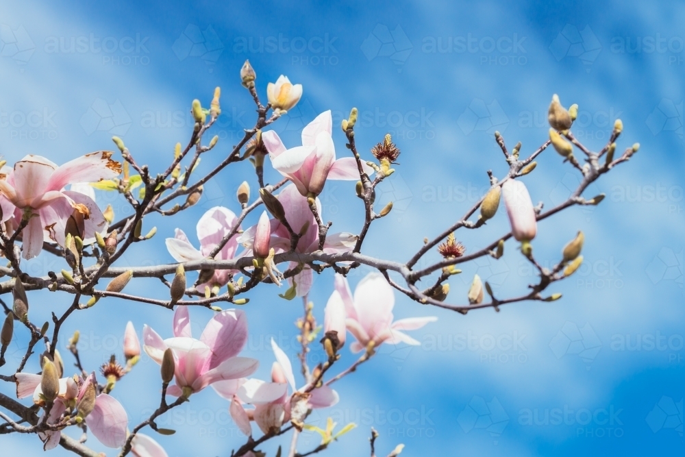 Magnolia flowers against a blue sky - Australian Stock Image