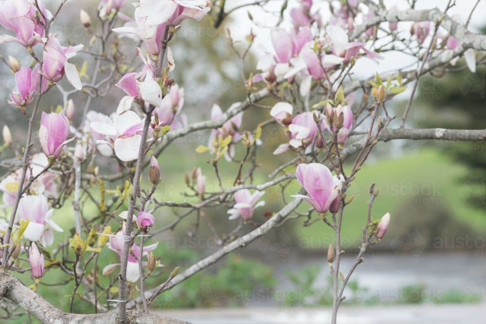 Magnolias blooming in late winter - Australian Stock Image