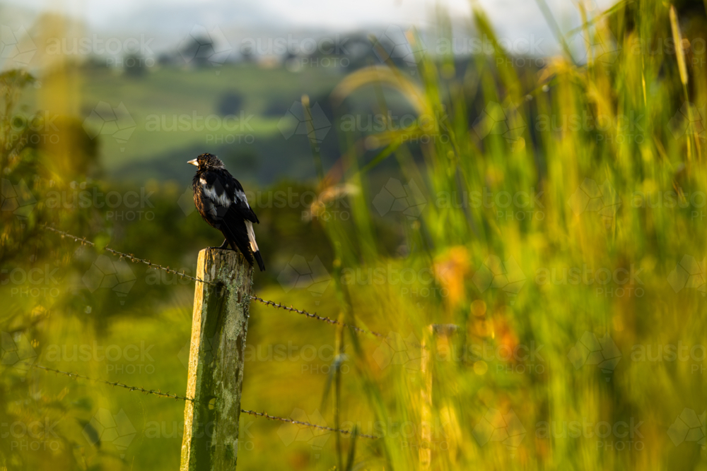 magpie bird sitting on fence post in countryside - Australian Stock Image