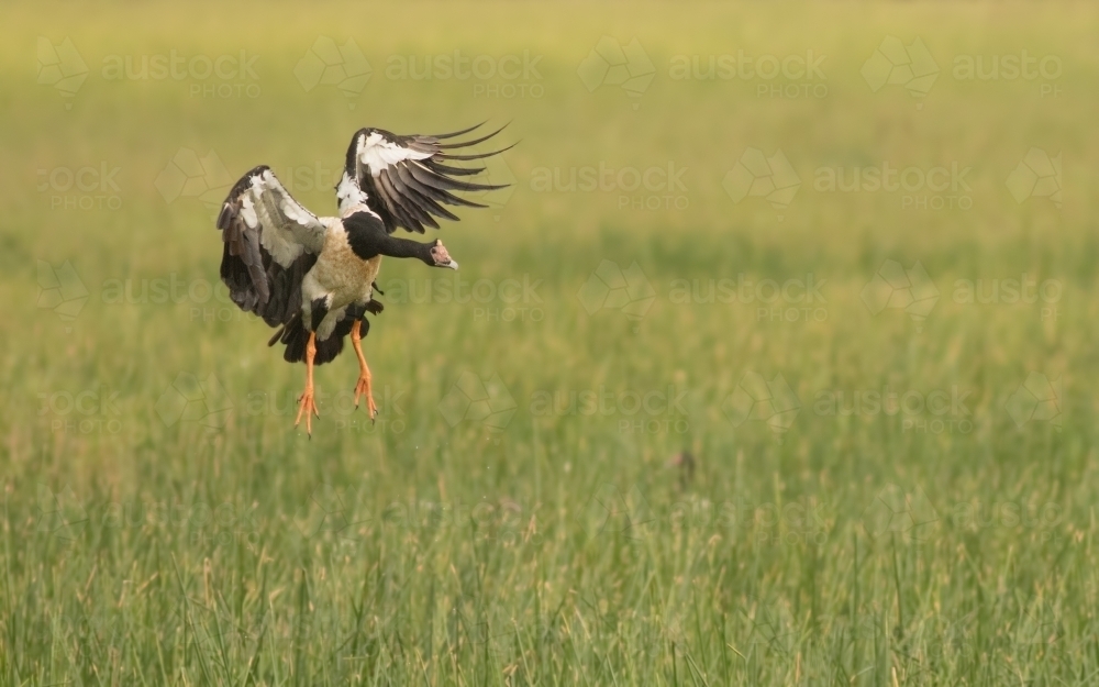 Magpie Goose taking flight out of long grass - Australian Stock Image