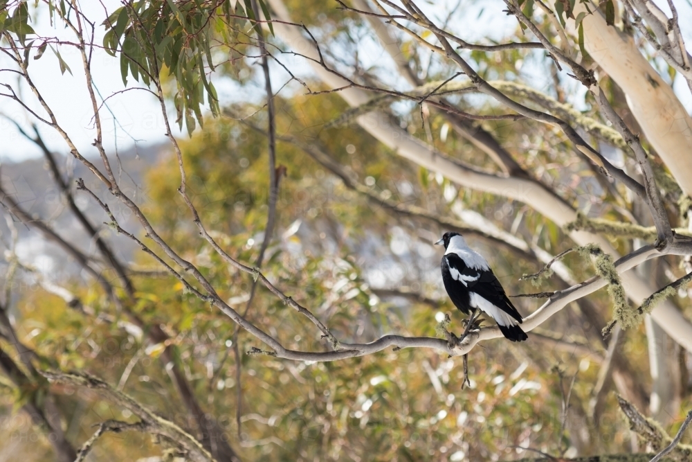 Magpie in the high country - Australian Stock Image