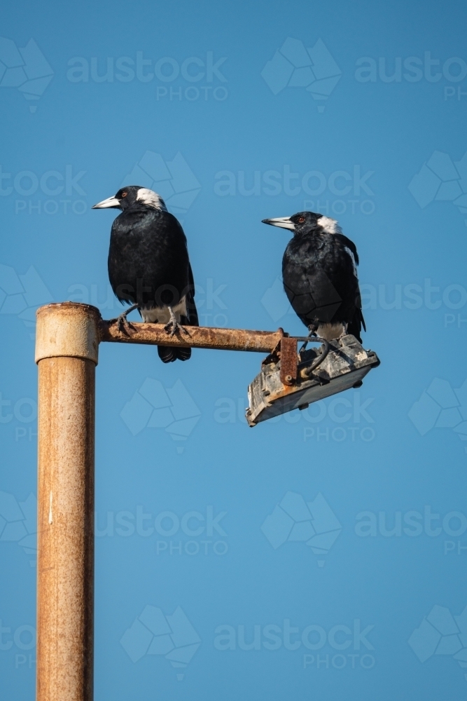Magpie Patrol - Australian Stock Image