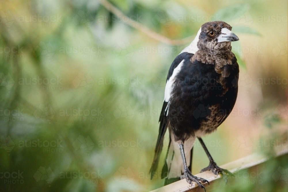Magpie perched among greenery - Australian Stock Image
