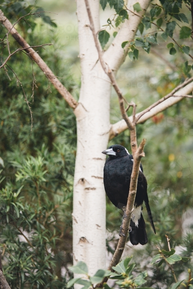 Magpie perched in a birch tree - Australian Stock Image