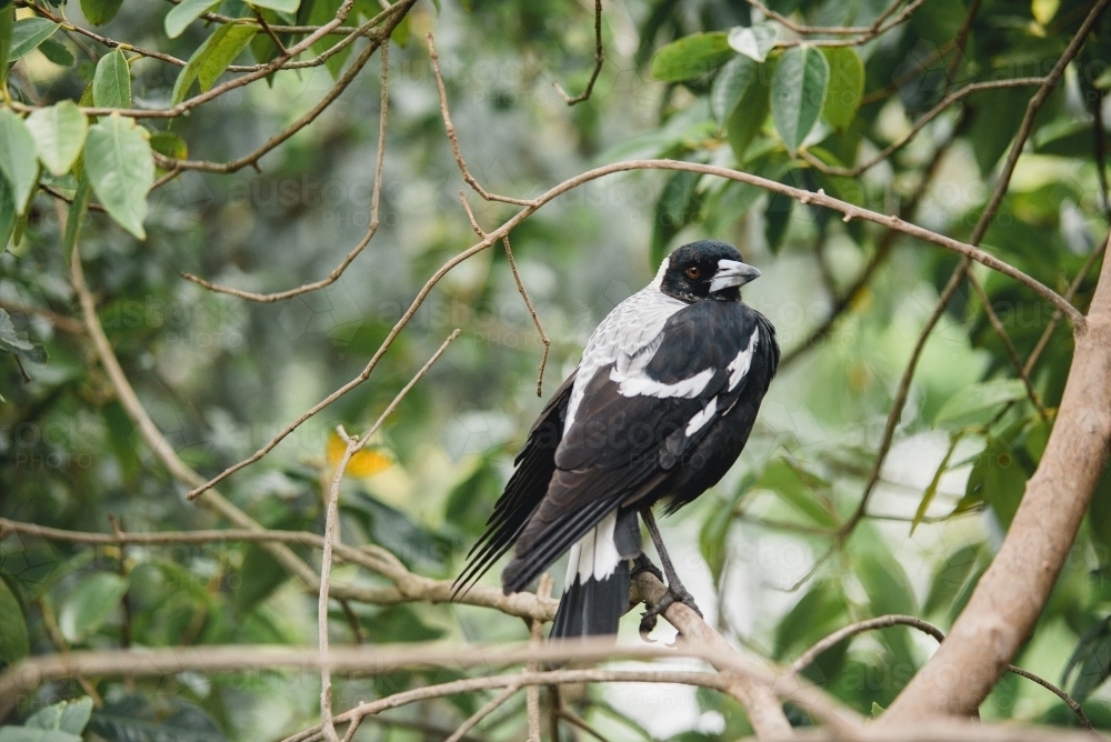 Magpie perched in a tree - Australian Stock Image