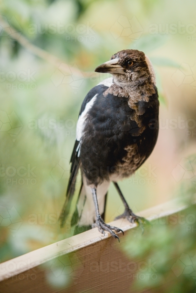 Magpie perched on a railing - Australian Stock Image