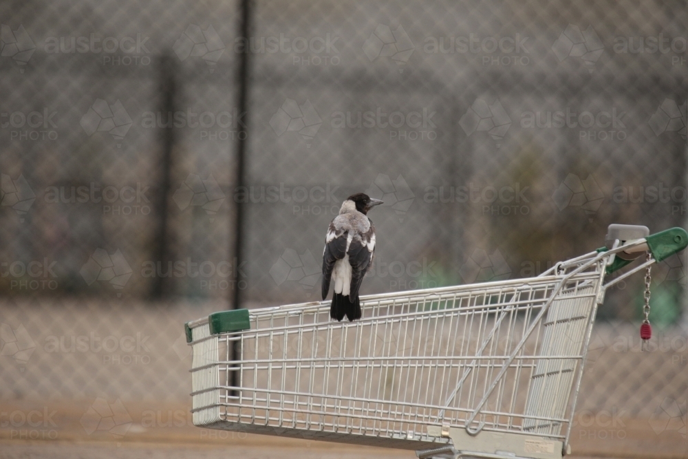 Magpie perched on a shopping trolley outside - Australian Stock Image