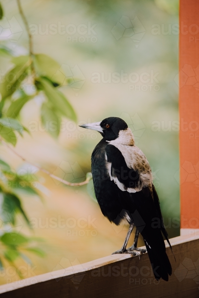 Magpie perched on rail - Australian Stock Image