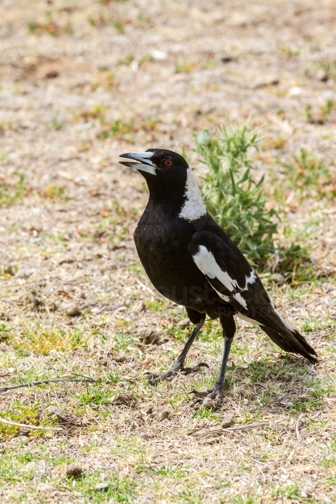 Magpie singing a song whilst on the grass - Australian Stock Image