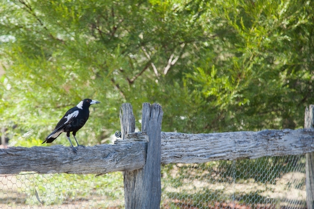 Magpie sitting on a old wooden chicken wire fence - Australian Stock Image