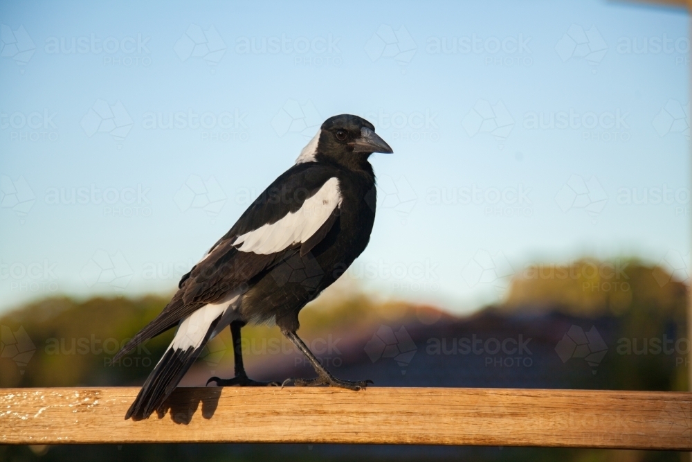 Image of Magpie sitting on a railing with copy space sky Austockphoto