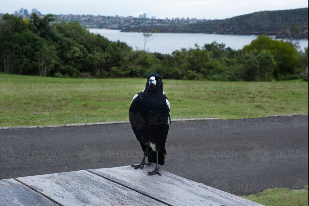 Magpie sitting on a table alongside Sydney Harbour - Australian Stock Image