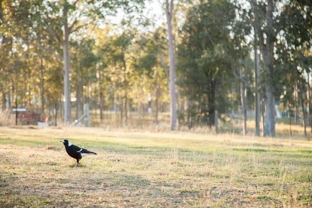 Magpie sitting on the grass in a paddock in the morning light - Australian Stock Image